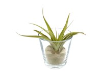 Tillandsie (Tillandsia) ve skleněném květináči, pr. 8 cm