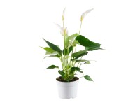 Landgard Toulitka Andréova (Anthurium andreanum)