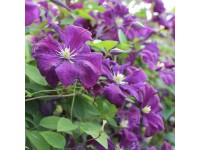 Plamének (Clematis viticella) 