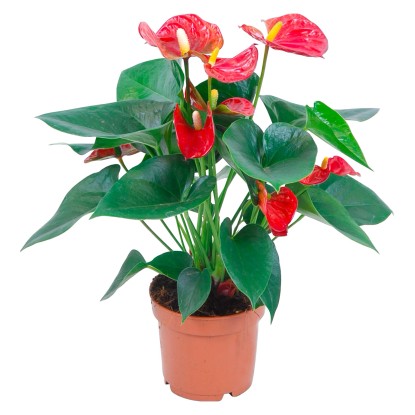 GROW by OBI Anturie červená průměr květináče cca 12 cm