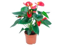 GROW by OBI Anturie červená průměr květináče cca 12 cm