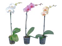 Orchidej Phalaenopsis 1výhonková