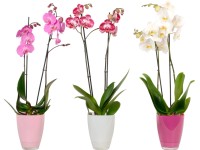 Motýlí orchidej (Phalaenopsis) 2 výhonky, pr. květináče 12 cm