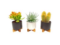 Sukulent/kaktus v keramickém květináči, různé druhy, 20-25 cm, pr. 17,5 cm