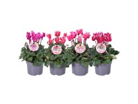 Brambořík perský (Cyclamen persicum) 