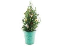 Royal Lemkes Smrk sivý (Picea glauca) v zinkovém vánočním květináči cca pr. 21cm