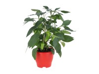 Zelenina v květináči, různé druhy, pr. 14 cm