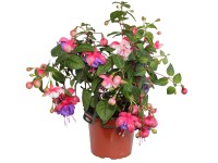 Fuchsie převislá (Fuchsia hybrida) pr. květináče 11 cm