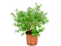 GROW by OBI Vítod myrtolistý (Polygala myrtifolia) výška 20-30 cm, květináč 4 l