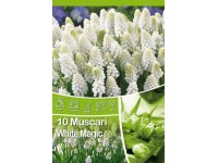 Modřenec - Muscari White Magic