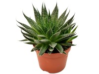 Různé základní sukulenty průměr květináče cca 10,5 cm Různé základní sukulenty průměr květináče cca 10,5 cm