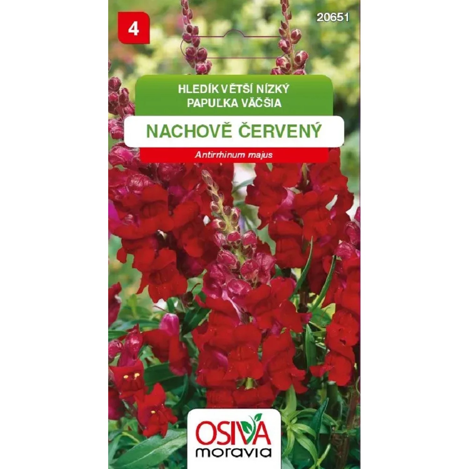 Semínka Hledík větší nízký nachově červený (Antirrhinum majus)