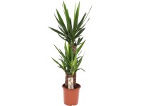 GROW by OBI Juka obrovská (Yucca elephantipes), pr. cca 21 x 95 - 120 cm GROW by OBI Juka obrovská (Yucca elephantipes), pr. cca 21 x 95 - 120 cm