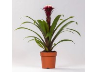 GROW by OBI Guzmánie (Guzmania hybrid) GROW by OBI Guzmánie (Guzmania hybrid)