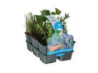 OBI Vodní rostliny kvetoucí balení 6 ks průměr květináče cca 9 cm OBI Vodní rostliny kvetoucí balení 6 ks průměr květináče cca 9 cm