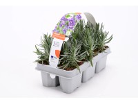 GROW by OBI Levandule lékařská (Lavandula angustifolia) 