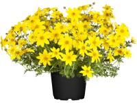 Grow by OBI Dvouzubec prutolistý (Bidens ferulifolia), žlutá, pr. květin. 13 cm Grow by OBI Dvouzubec prutolistý (Bidens ferulifolia), žlutá, pr. květin. 13 cm