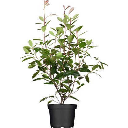 GROW by OBI Blýskavka Fraserova (Photinia fraseri) "Red Robin", 40-50 cm, 3 l