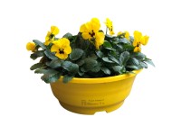 Violka rohatá (Viola cornuta) v květináči, různé barvy, 25 cm, pr.kv. cca 21 cm