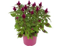 Nevadlec (Celosia argentea) Deep Purple pr. 19 cm