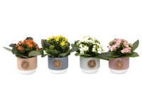 Kolopejka vděčná (Kalanchoe Blossfeldiana) v keram. květináči, pr. kv. 6 cm