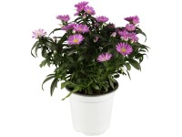 OBI Astřička novoanglická pr. květináče cca 9 cm x 9 cm