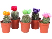 Kaktus se slaměnkou různé odrůdy výška cca 10-15 cm průměr květináče cca 6 cm