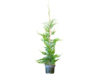 Landgard Cypřišovec Leylandův (Cupressocyparis leylandii) 80-100 cm, 3 l, 45 ks Landgard Cypřišovec Leylandův (Cupressocyparis leylandii) 80-100 cm, 3 l, 45 ks