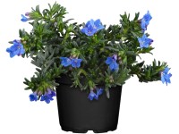 Landgard Kamejka větvená (Lithodora diffusa) pr. cca 9 cm