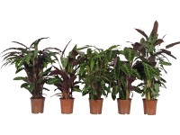 Kalatea pr. květináče cca 21 cm Kalatea pr. květináče cca 21 cm