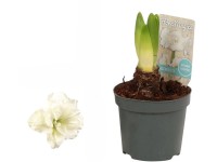 Hvězdník (Hippeastrum hybride), bílá, pr. 9 cm