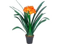 GROW by OBI Řemenatka červená průměr květináče cca 13 cm GROW by OBI Řemenatka červená průměr květináče cca 13 cm