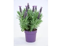 Levandula (Lavandula) Levandula (Lavandula)