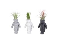 Vzduchovka (Tillandsia Ionantha) aranžmá v keram. květináči, pr. kv. 4 cm