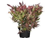 OBI Leucothoe OBI Leucothoe