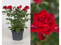 Růže Parade s průměrem květináče 10,5 cm, červená