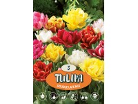 Plný pozdní tulipán 