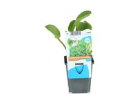 OBI Žabník malokvětý růžový průměr květináče cca 9 cm Alisma parviflorum OBI Žabník malokvětý růžový průměr květináče cca 9 cm Alisma parviflorum