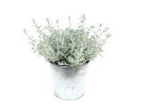 MONTANO Smil italský (Helichrysum italicum), pr. kv. 10 cm
