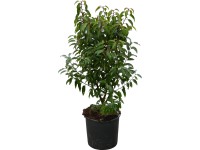 OBI Bobkovišeň portugalská OBI Bobkovišeň portugalská