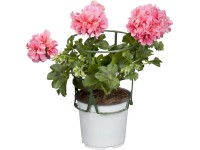 Muškát převislý - Pelargonie štítnatá (Pelargonium peltatum) pr. cca 10,5 cm Muškát převislý - Pelargonie štítnatá (Pelargonium peltatum) pr. cca 10,5 cm