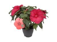 Ibišek bahenní (Hibiscus moscheutos), různé barvy, cca 60 cm, pr. kv. cca 23 cm