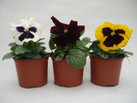 Maceška velkokvětá (Viola Wittrockiana)