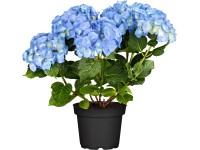 Hortenzie velkolistá Hortenzie velkolistá