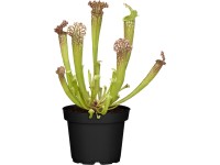 Špirlice průměr květináče cca 12 cm Sarracenia