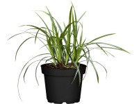 Grow by OBI Ostřice ošimenská 