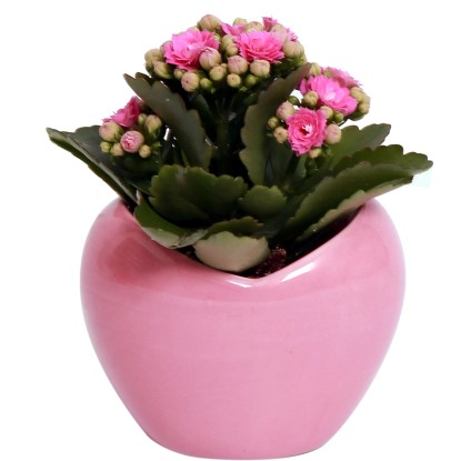 Kolopejka různé barvy v keramické nádobě průměr květináče cca 7 cm