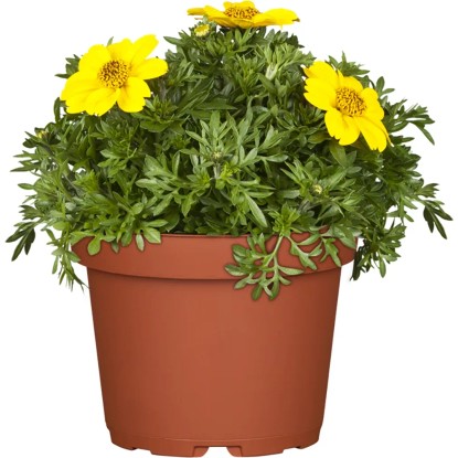 OBI Dvouzubec žlutý průměr květináče cca 12 cm