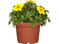 OBI Dvouzubec žlutý průměr květináče cca 12 cm OBI Dvouzubec žlutý průměr květináče cca 12 cm