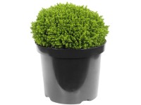 OBI Hebe průměr květináče cca 12 cm Hebe